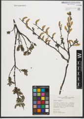 Foto von Salix repens L.